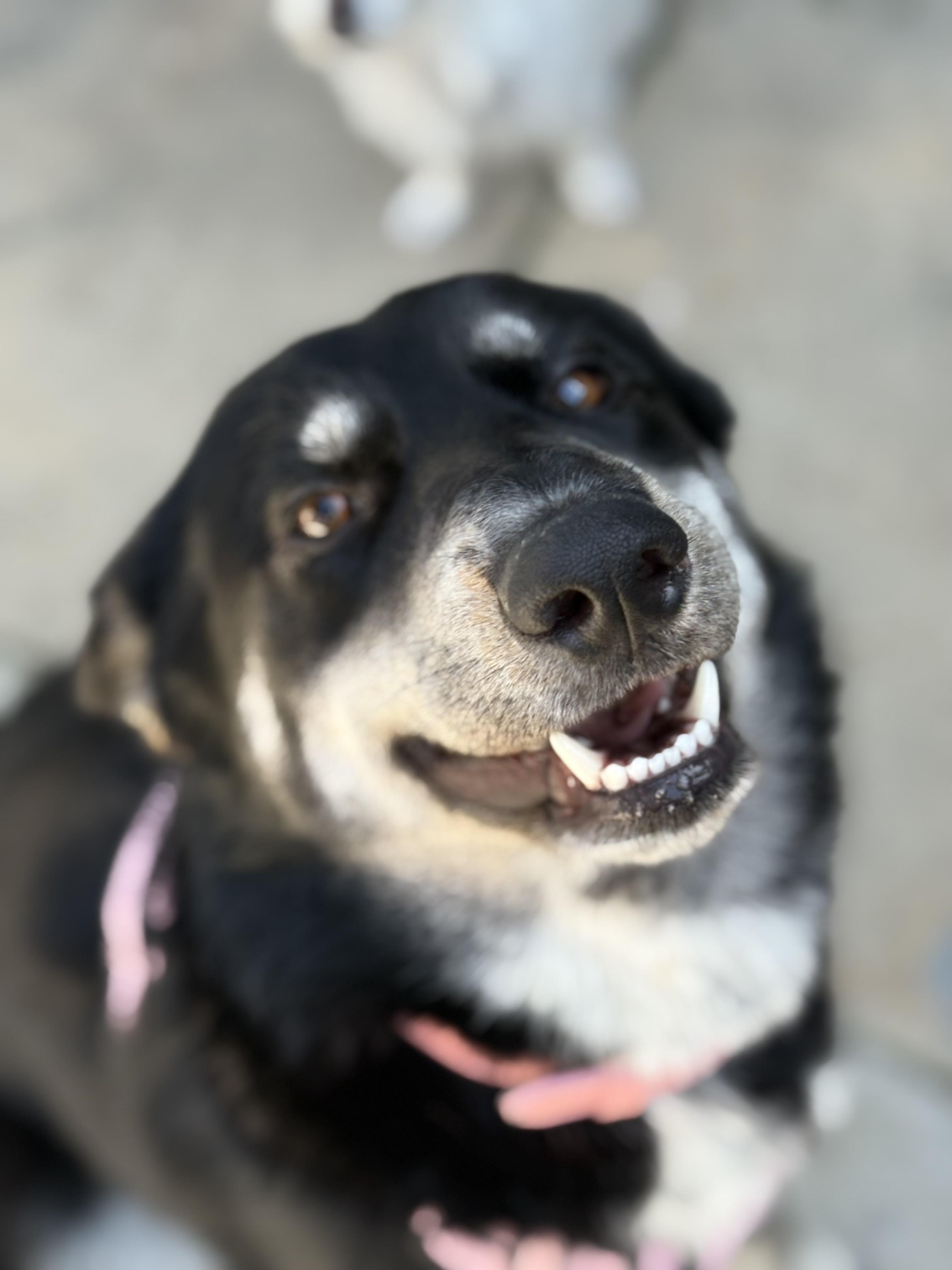 Enlarge Rosie, a Adoptable German Shepherd Dog in San DIego, CA image 4/6