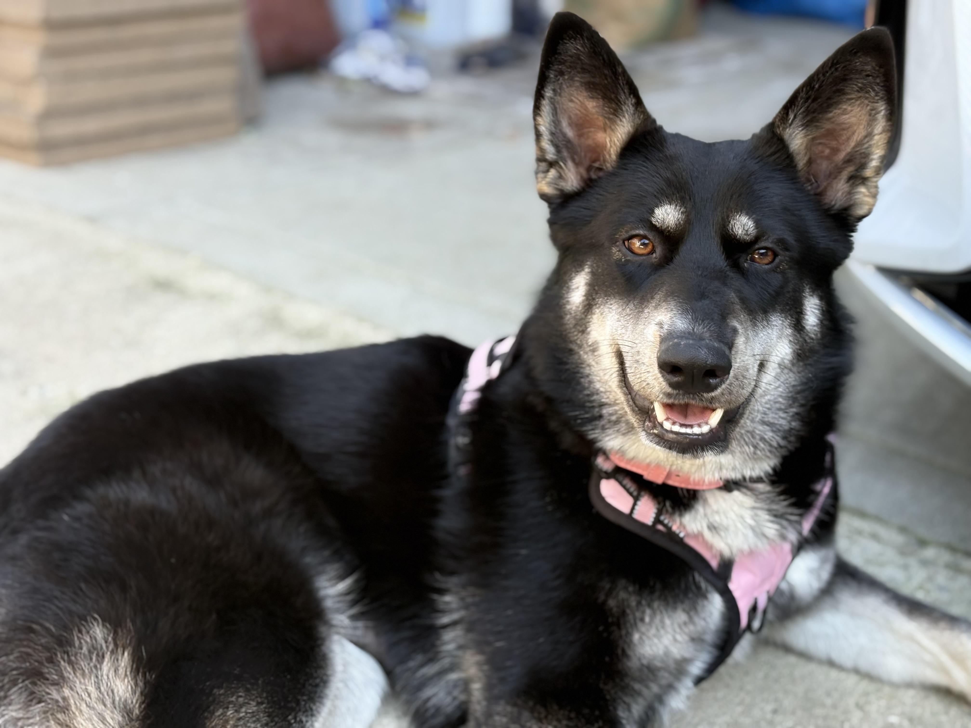 Enlarge Rosie, a Adoptable German Shepherd Dog in San DIego, CA image 5/6