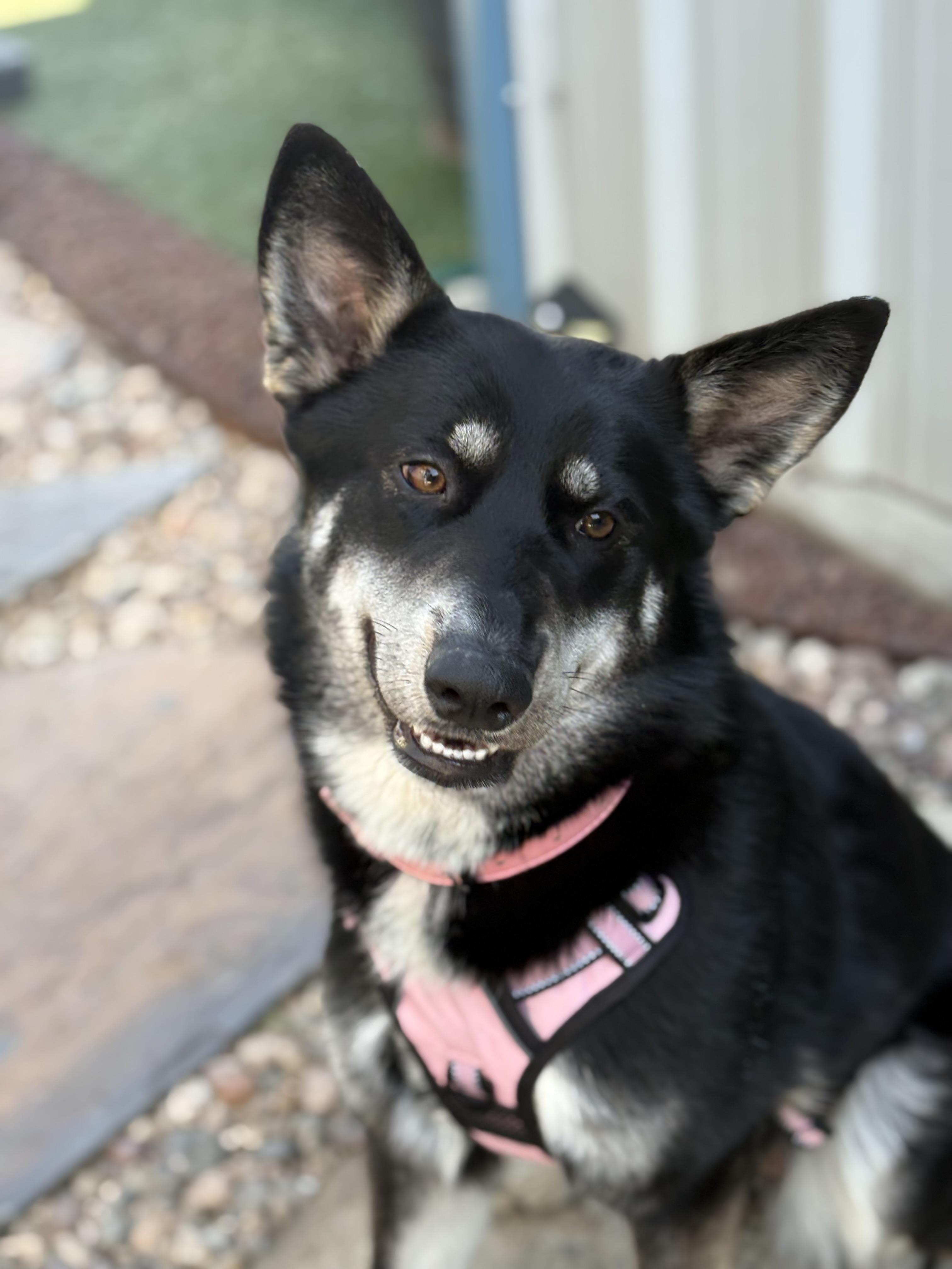 Enlarge Rosie, a Adoptable German Shepherd Dog in San DIego, CA image 6/6