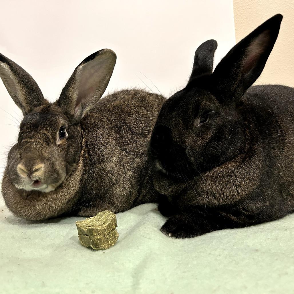 Benedict Cumberbun (bonded to Mimosa), Adoptable, Adult Male Flemish Giant.
