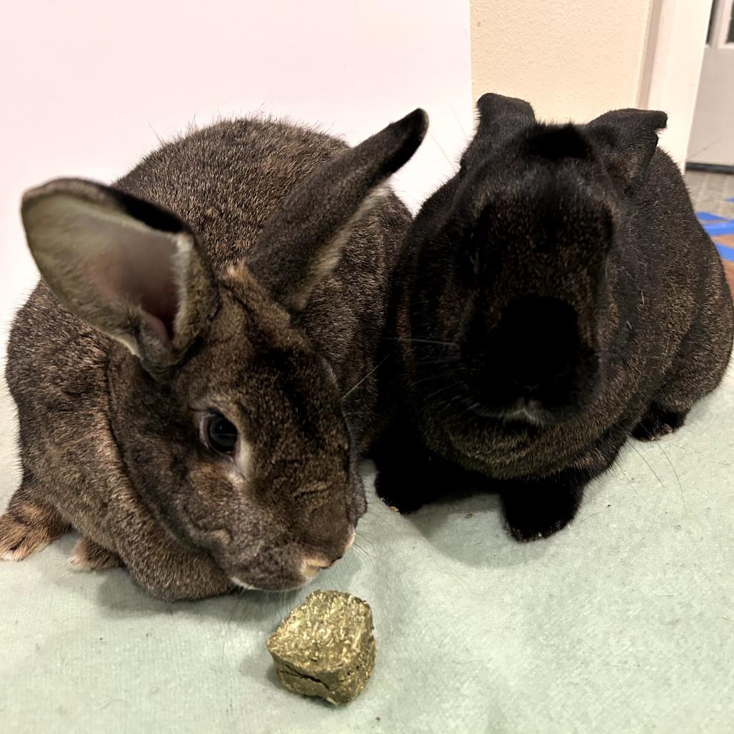 Benedict Cumberbun (bonded to Mimosa), a Adoptable Flemish Giant in Portland, OR image 2/6