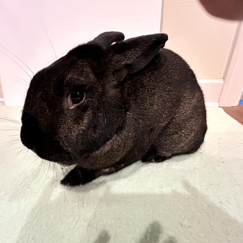 Benedict Cumberbun (bonded to Mimosa), a Adoptable Flemish Giant in Portland, OR image 3/6