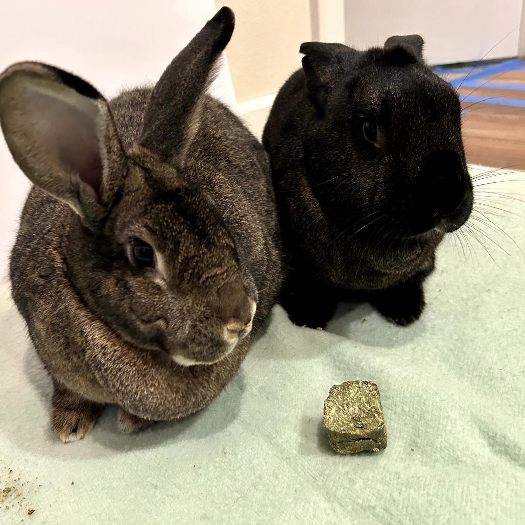 Benedict Cumberbun (bonded to Mimosa), a Adoptable Flemish Giant in Portland, OR image 4/6