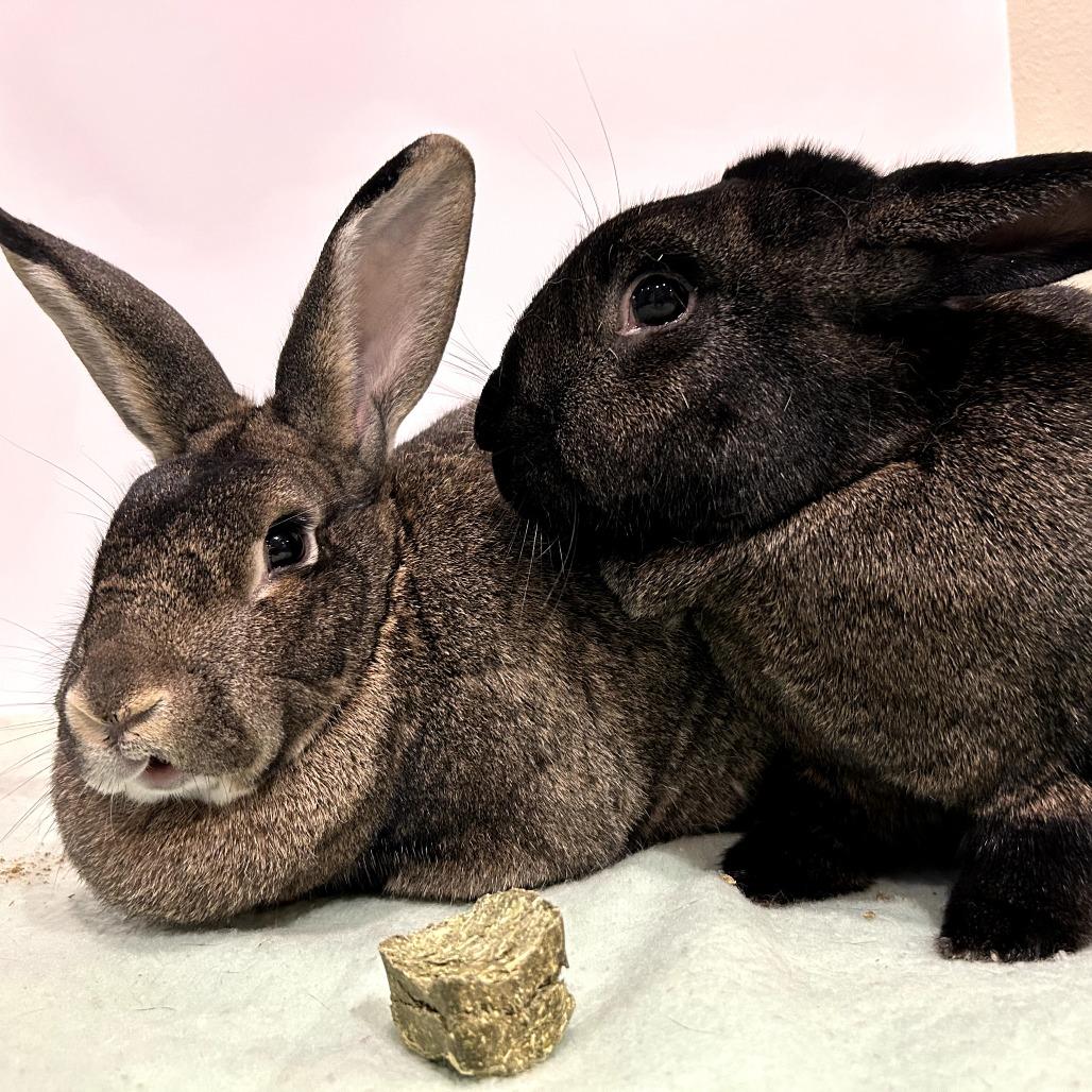 Benedict Cumberbun (bonded to Mimosa), a Adoptable Flemish Giant in Portland, OR image 5/6