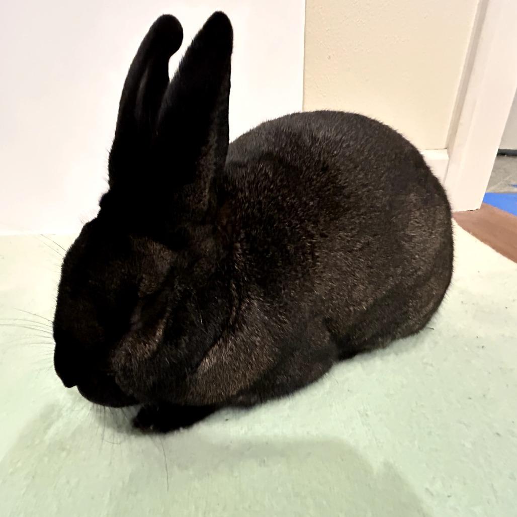 Benedict Cumberbun (bonded to Mimosa), a Adoptable Flemish Giant in Portland, OR image 6/6