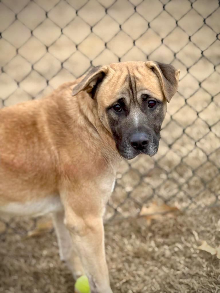 Hank, a Adoptable mixed breed in Princeton, MA image 1/4