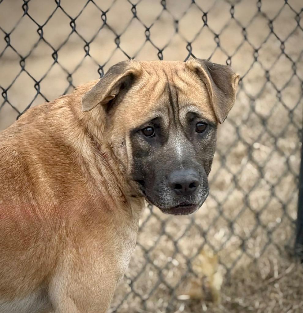 Hank, a Adoptable mixed breed in Princeton, MA image 2/4