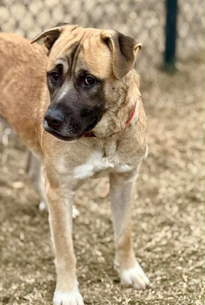 Hank, a Adoptable mixed breed in Princeton, MA image 3/4