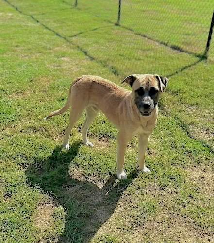 Hank, a Adoptable mixed breed in Princeton, MA image 4/4