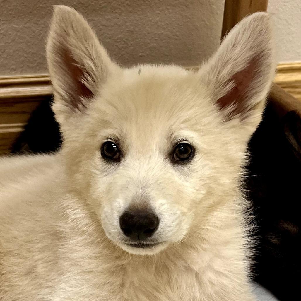 Joey, a Adoptable German Shepherd Dog in Tulsa, OK image 1/3