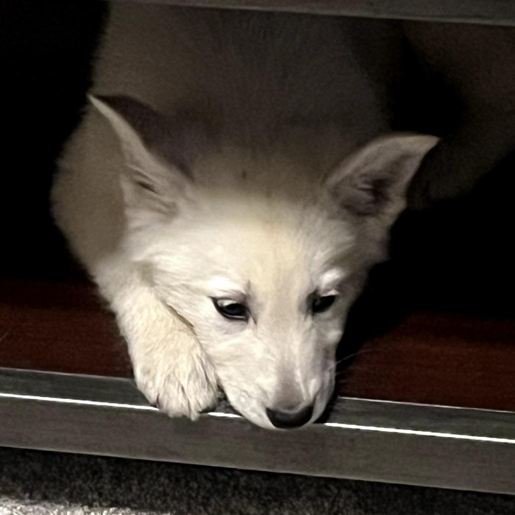 Joey, a Adoptable German Shepherd Dog in Tulsa, OK image 2/3