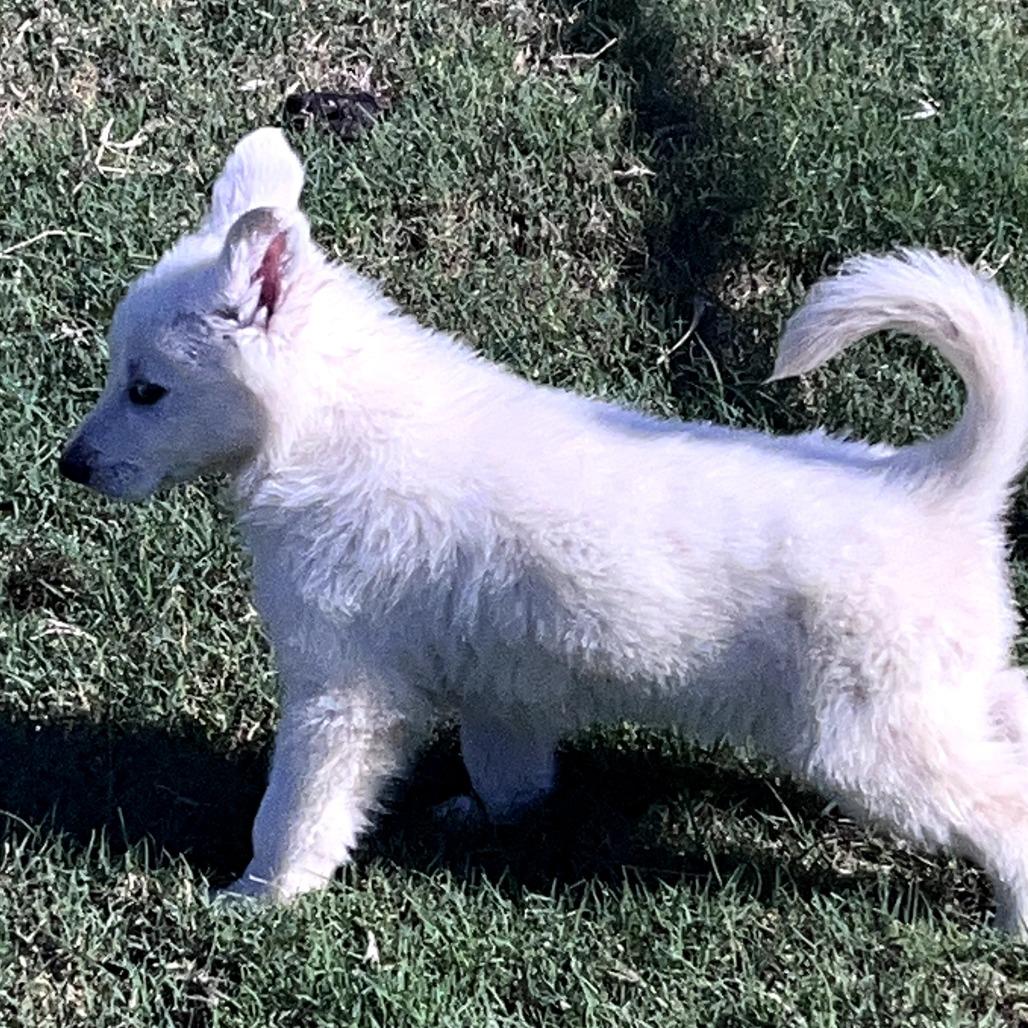 Joey, a Adoptable German Shepherd Dog in Tulsa, OK image 3/3