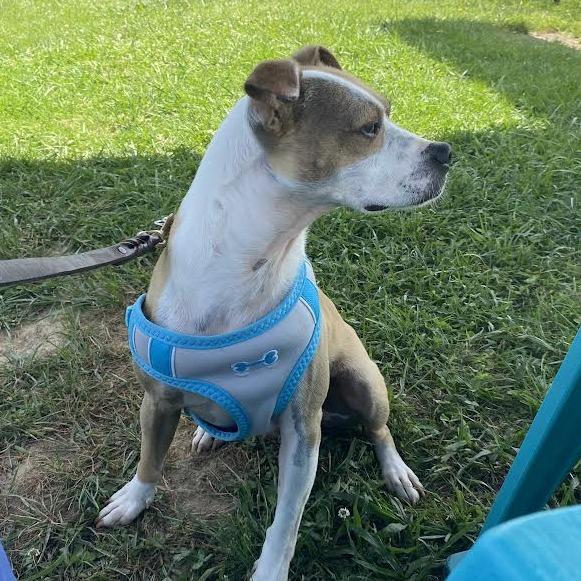 Enlarge Bubbles, a Adoptable Mixed Breed in Fletcher, NC image 3/5