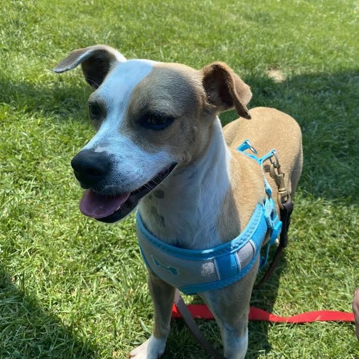 Enlarge Bubbles, a Adoptable Mixed Breed in Fletcher, NC image 5/5