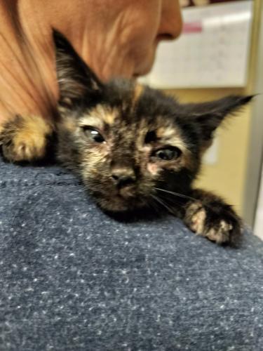 Enlarge Tiana, a Adoptable Tortoiseshell in Parlier, CA image 1/6