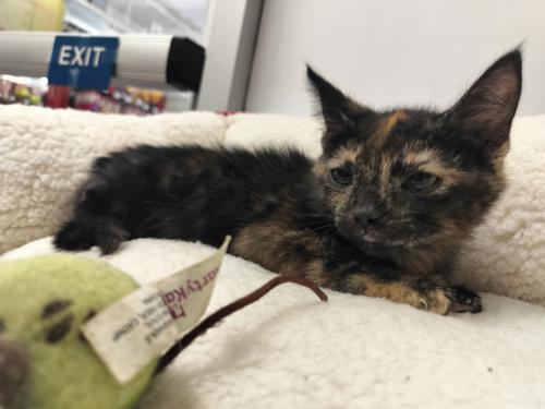 Enlarge Tiana, a Adoptable Tortoiseshell in Parlier, CA image 2/6