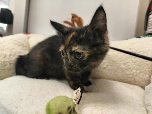 Enlarge Tiana, a Adoptable Tortoiseshell in Parlier, CA image 3/6