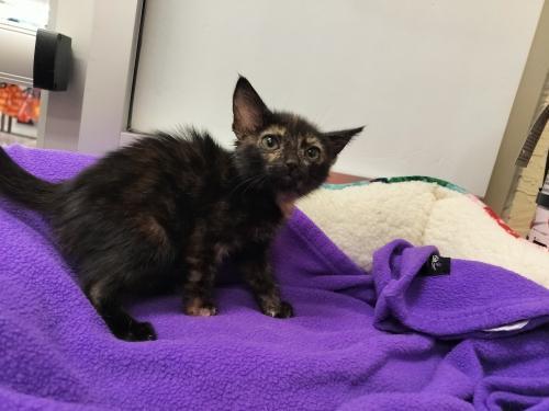 Enlarge Tiana, a Adoptable Tortoiseshell in Parlier, CA image 4/6