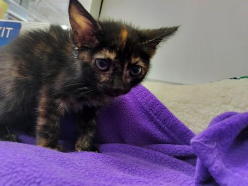 Enlarge Tiana, a Adoptable Tortoiseshell in Parlier, CA image 5/6
