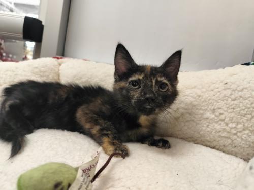 Enlarge Tiana, a Adoptable Tortoiseshell in Parlier, CA image 6/6