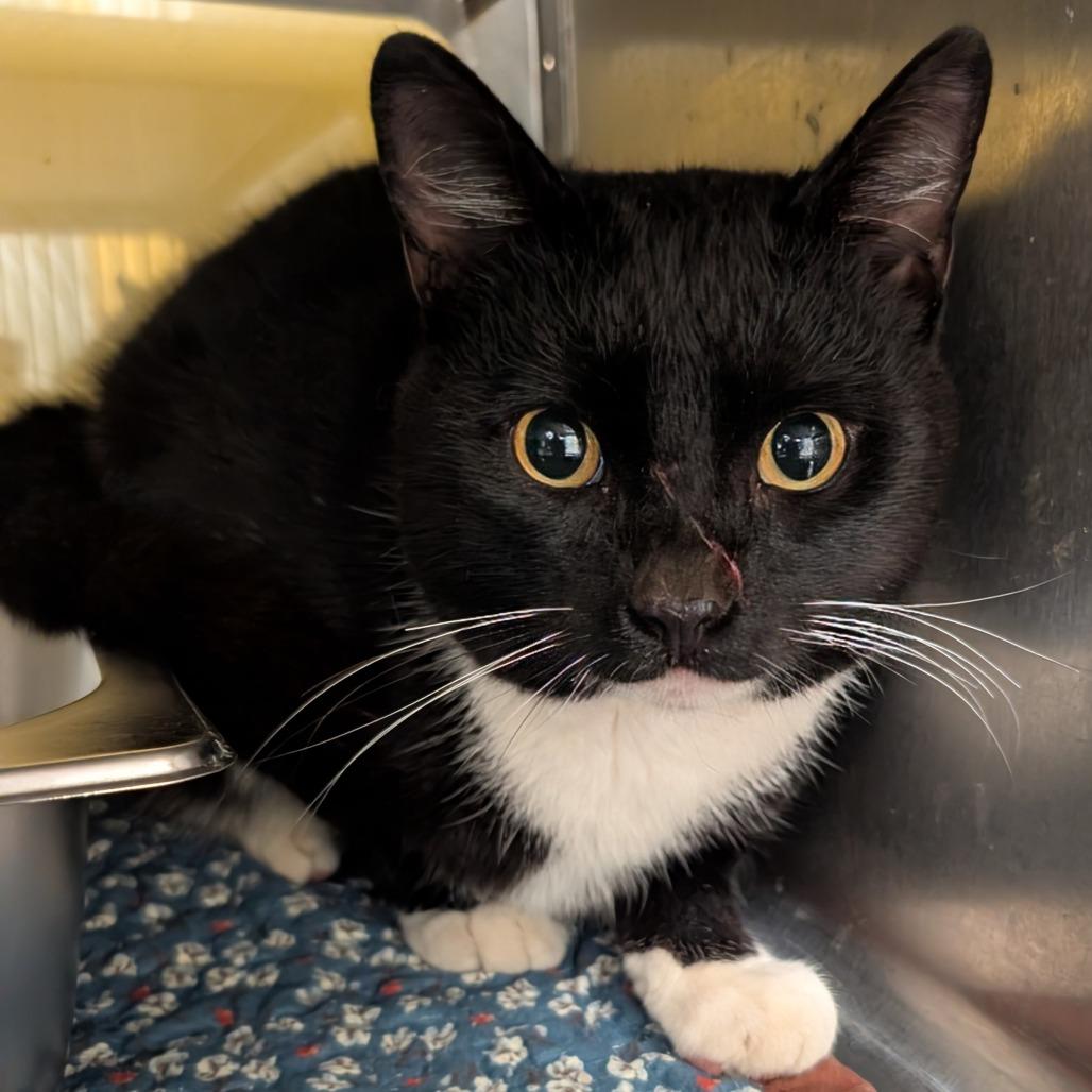 Phantom, Adoptable, Adult Male Domestic Short Hair.