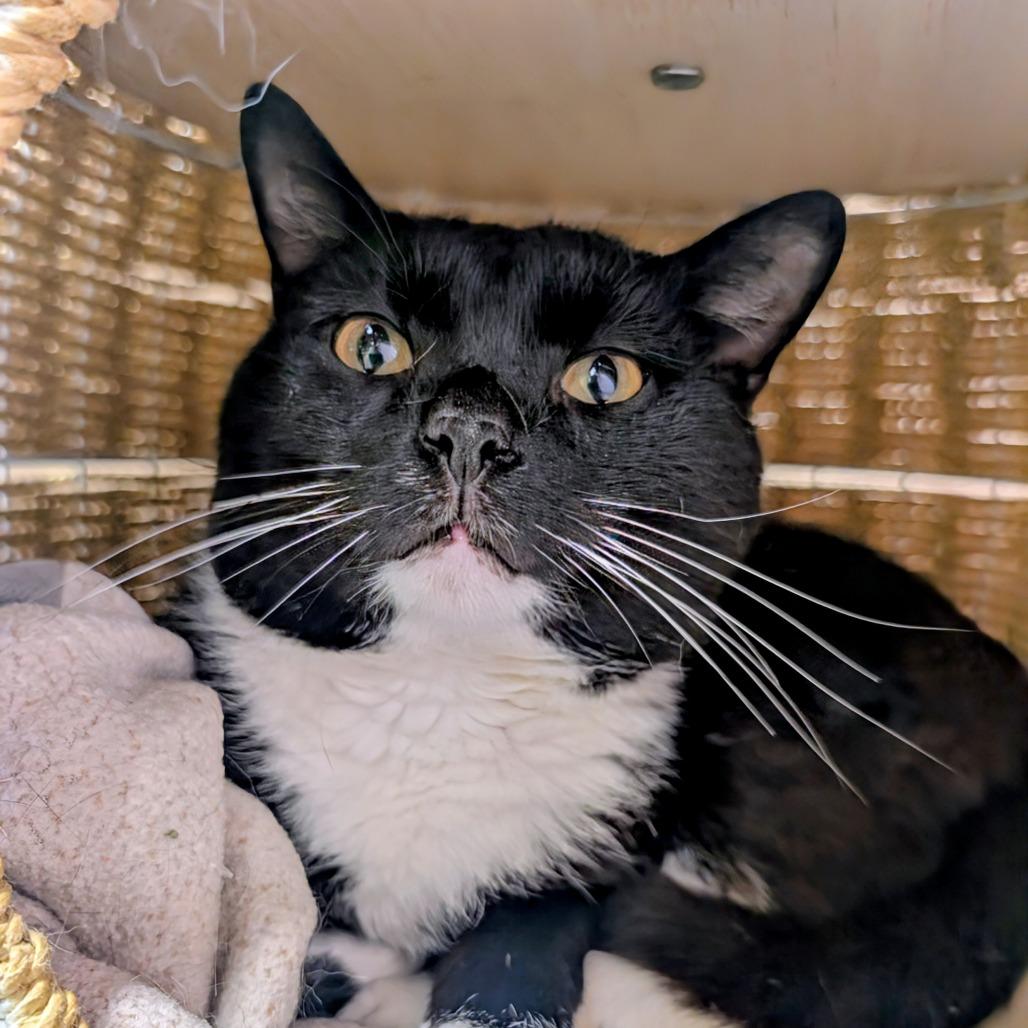 Enlarge Phantom, a Adoptable Domestic Short Hair in Huntsville, AR image 2/3