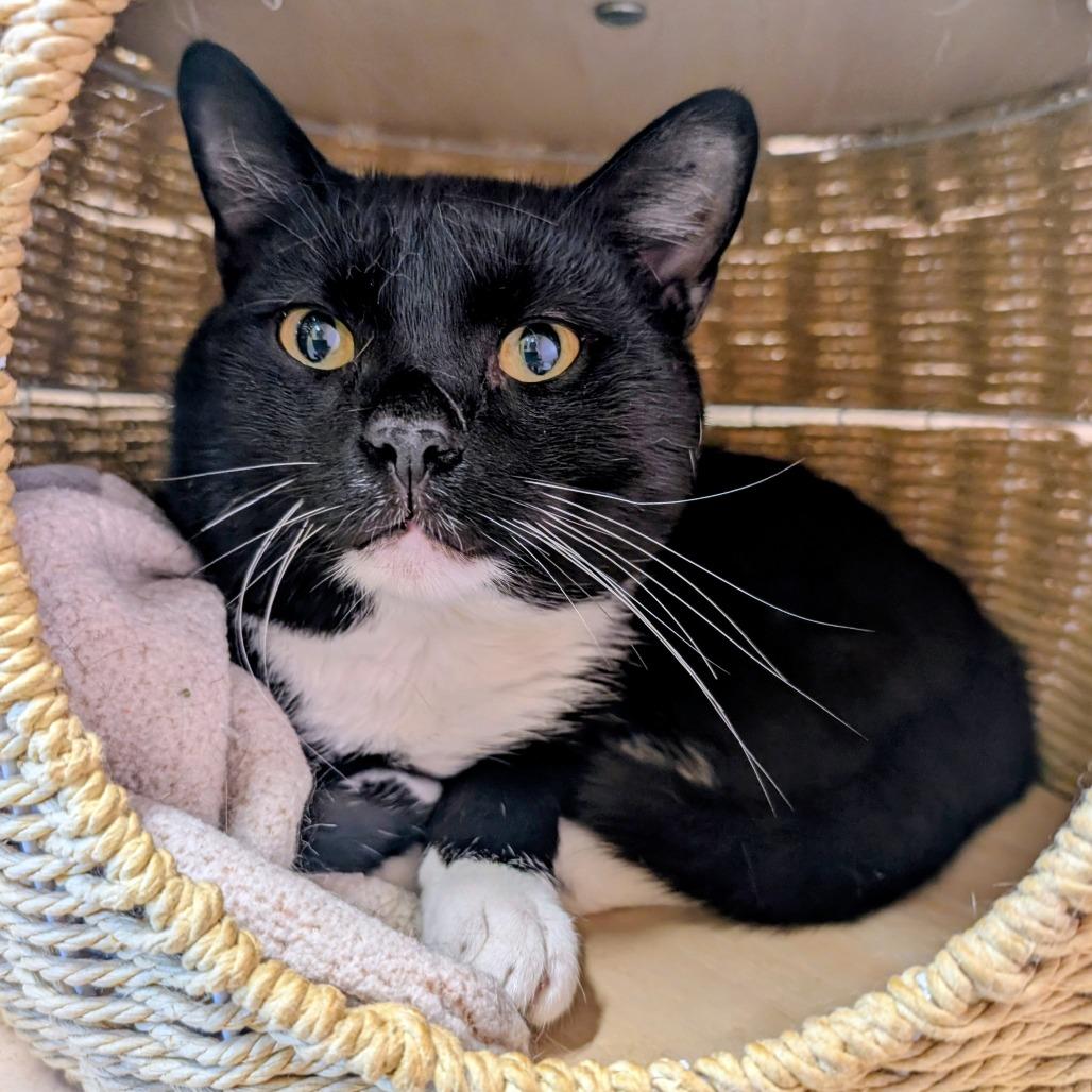 Enlarge Phantom, a Adoptable Domestic Short Hair in Huntsville, AR image 3/3
