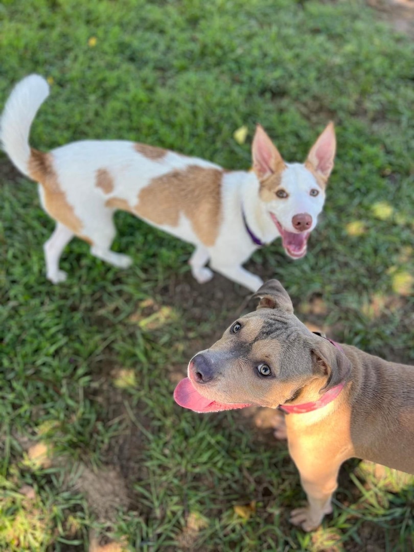 Venti, Adopted, Young Female Pit Bull Terrier.