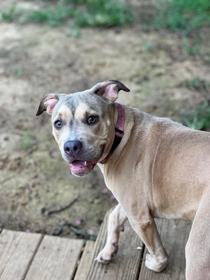 Venti, a Adopted Pit Bull Terrier in SYLVANIA, GA image 3/12
