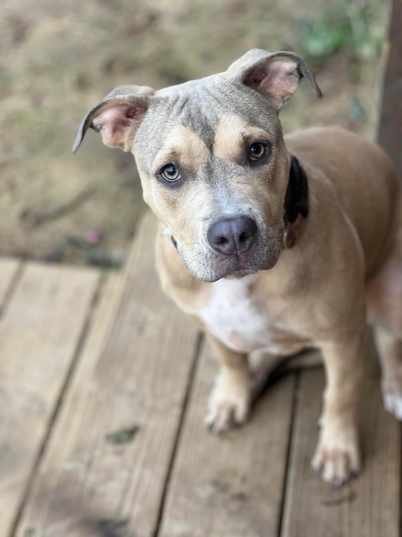 Venti, a Adopted Pit Bull Terrier in SYLVANIA, GA image 4/12
