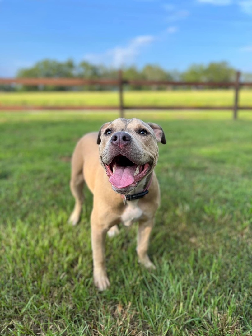 Venti, a Adopted Pit Bull Terrier in SYLVANIA, GA image 5/12