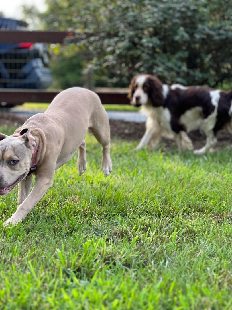 Venti, a Adopted Pit Bull Terrier in SYLVANIA, GA image 6/12