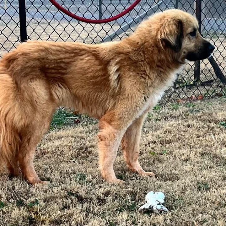 Enlarge Clifford, an adoptable mixed breed in Danbury, CT image 3/3