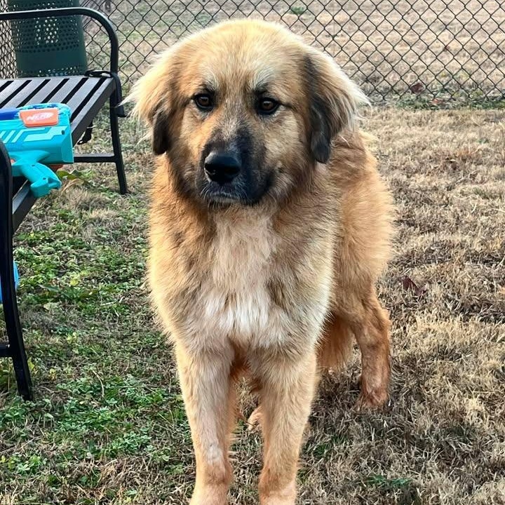 Clifford, adoptable, Adult Male Golden Retriever.