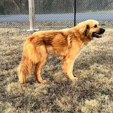 Enlarge Clifford, an adoptable mixed breed in Danbury, CT image 2/3
