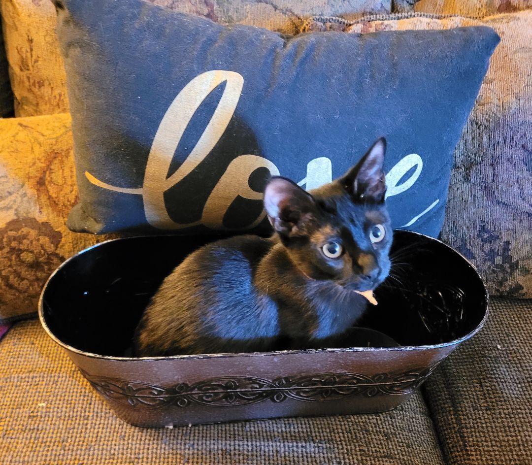 Patsy, Adoptable, Young Female Domestic Short Hair.