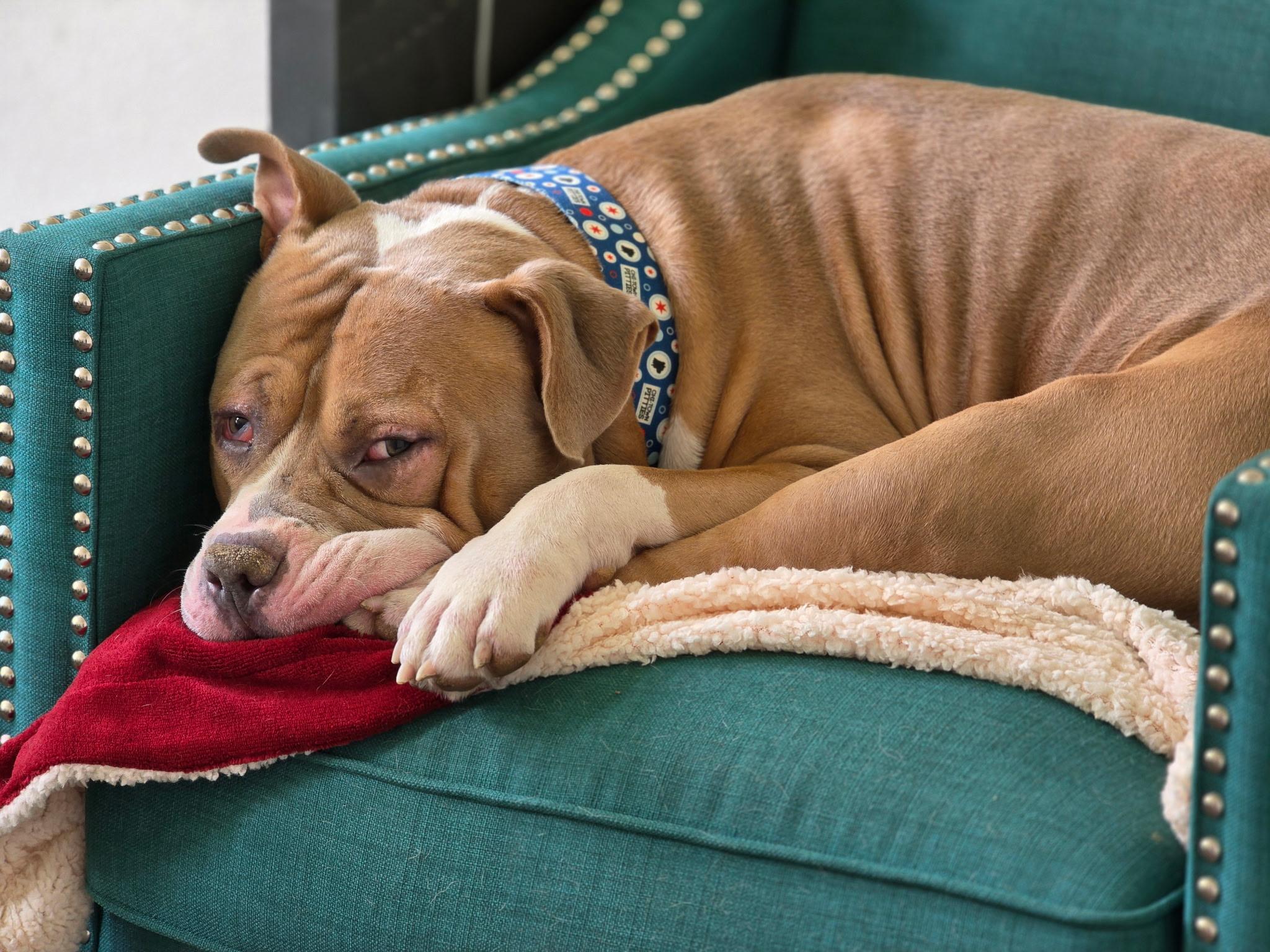 Hot Rod, Adoptable, Adult Male Pit Bull Terrier.