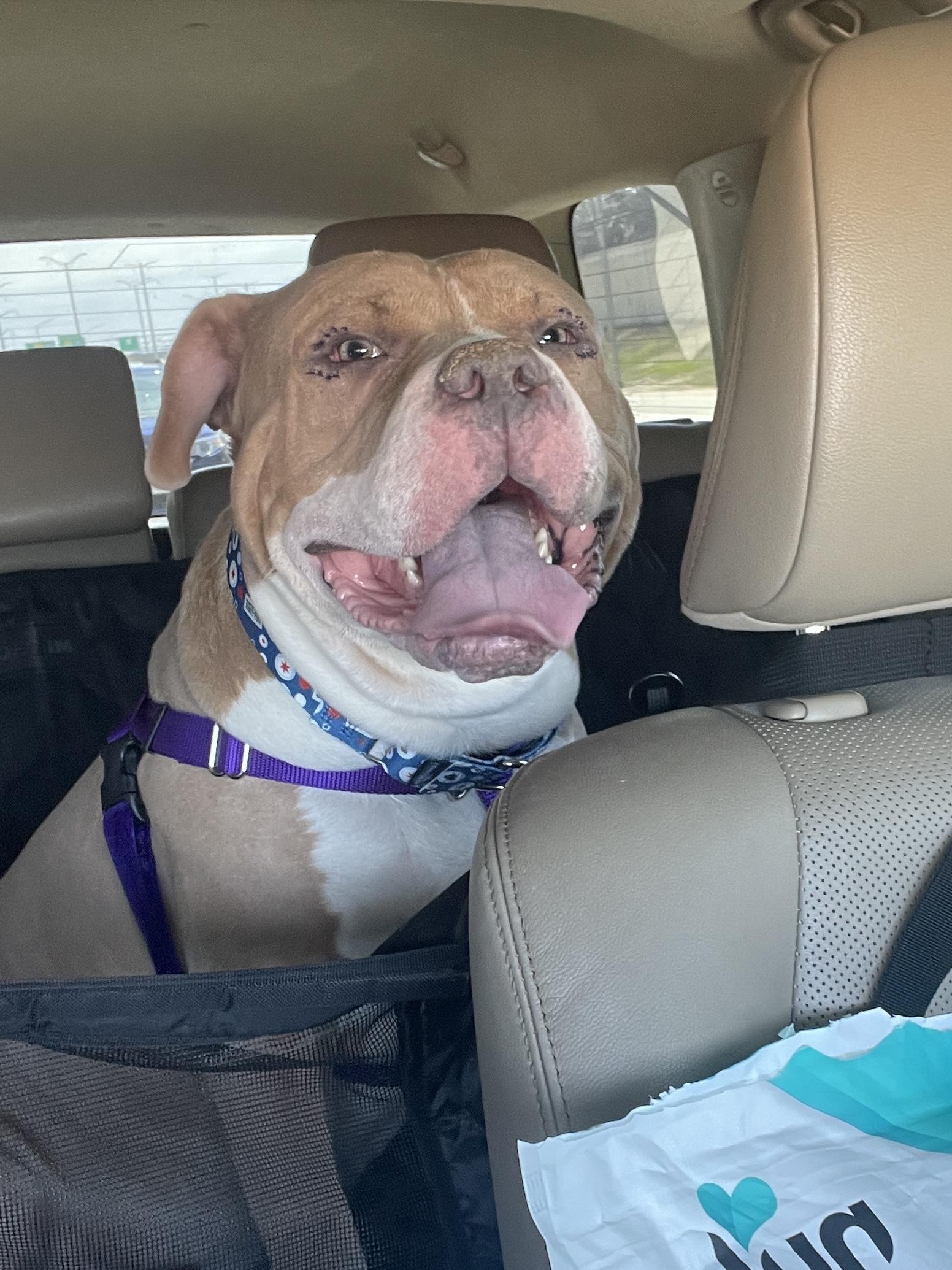 Enlarge Hot Rod, a Adoptable Pit Bull Terrier in Wheaton, IL image 2/6