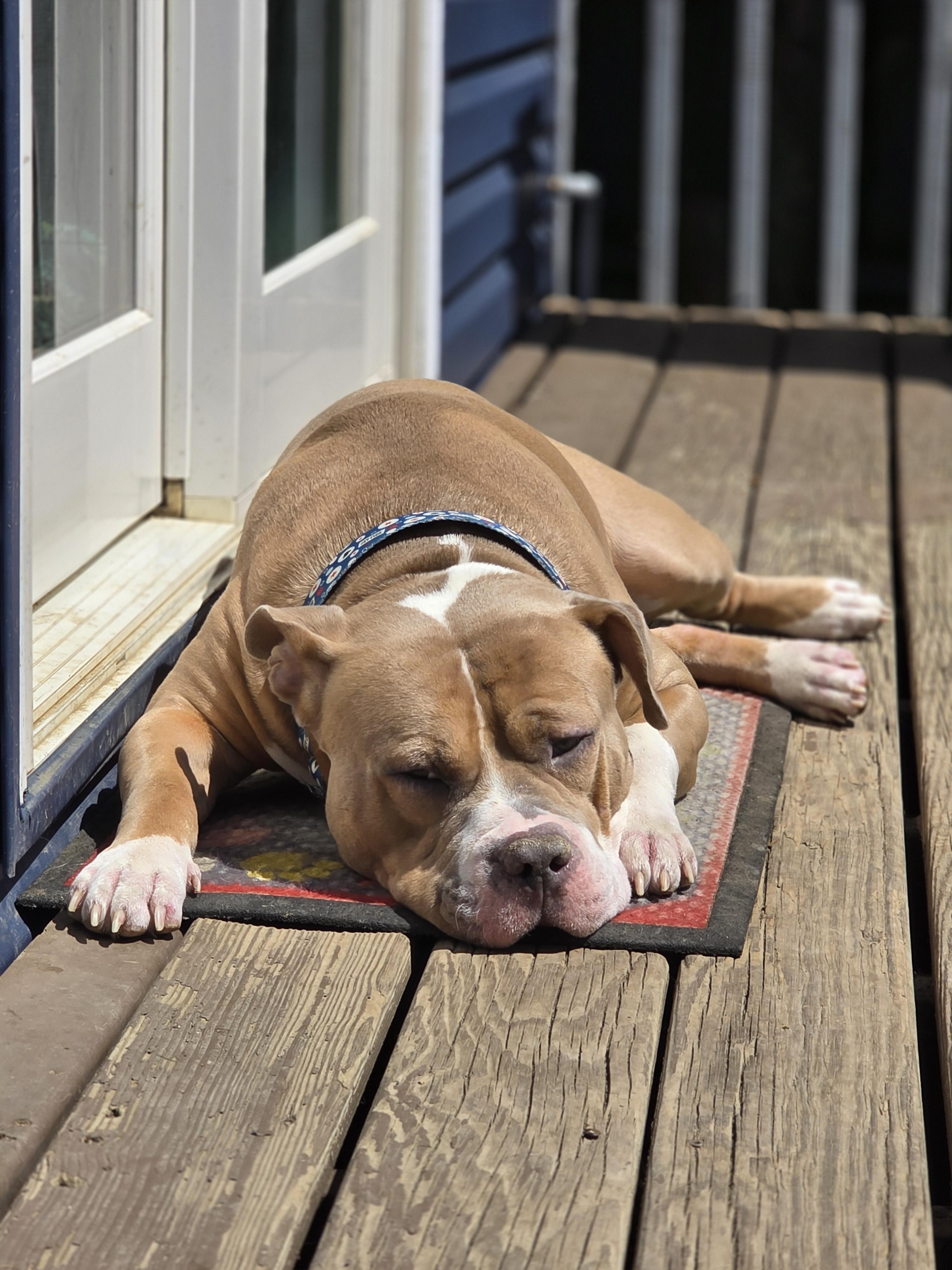 Enlarge Hot Rod, a Adoptable Pit Bull Terrier in Wheaton, IL image 3/6