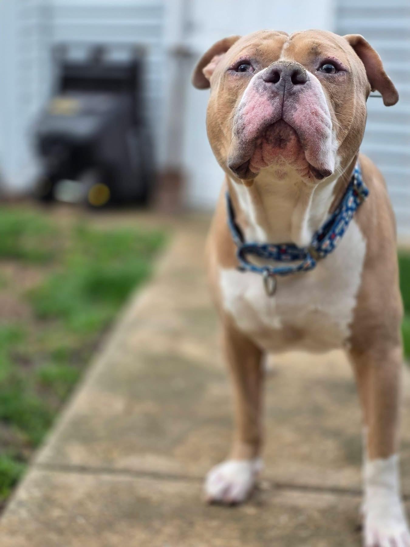 Enlarge Hot Rod, a Adoptable Pit Bull Terrier in Wheaton, IL image 4/6