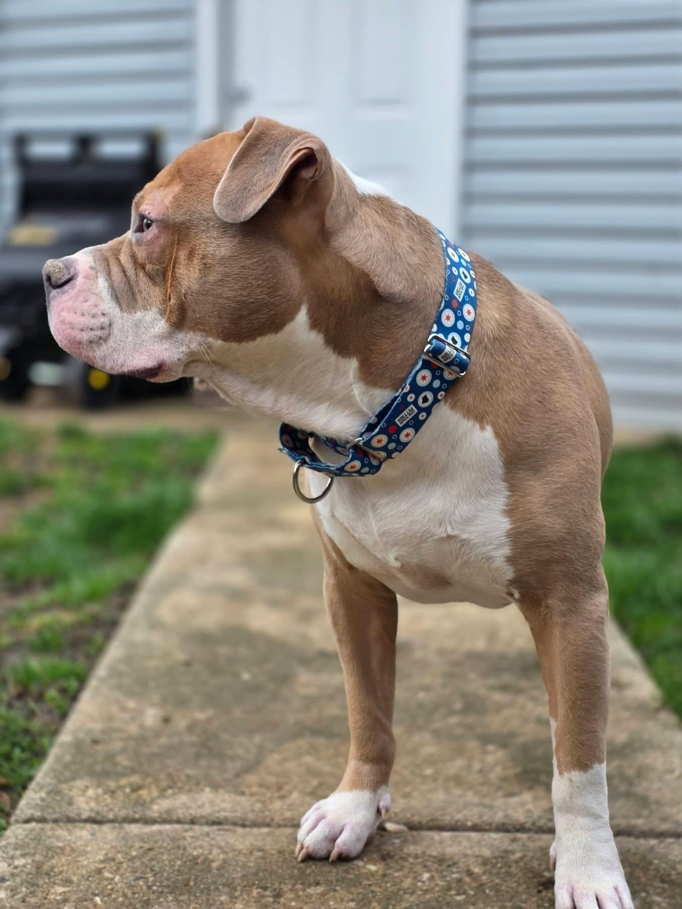 Enlarge Hot Rod, a Adoptable Pit Bull Terrier in Wheaton, IL image 5/6