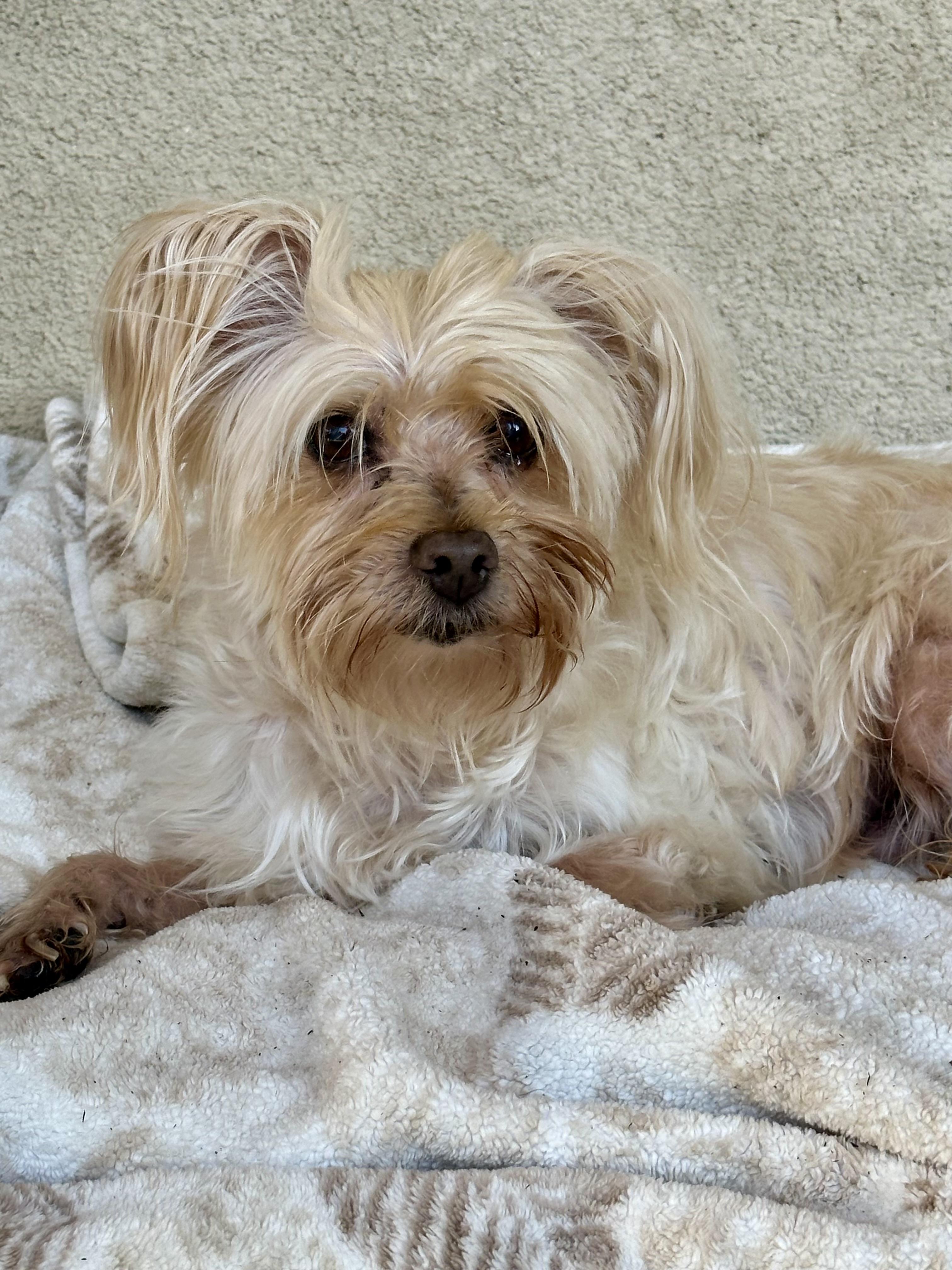 Benji, adoptable, Senior Male Yorkshire Terrier & Maltese.
