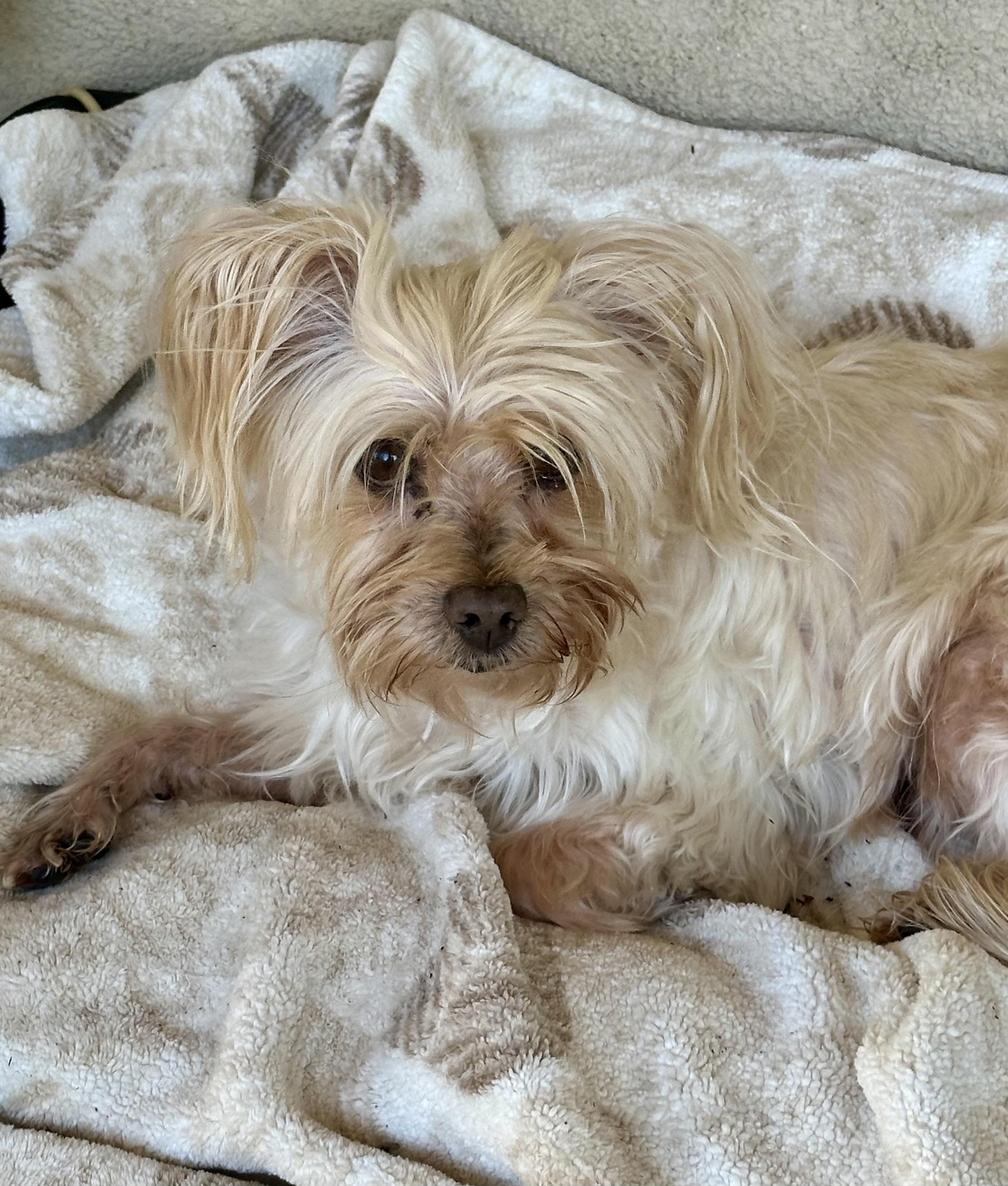 Enlarge Benji, an adoptable mixed breed in Fremont, CA image 2/4