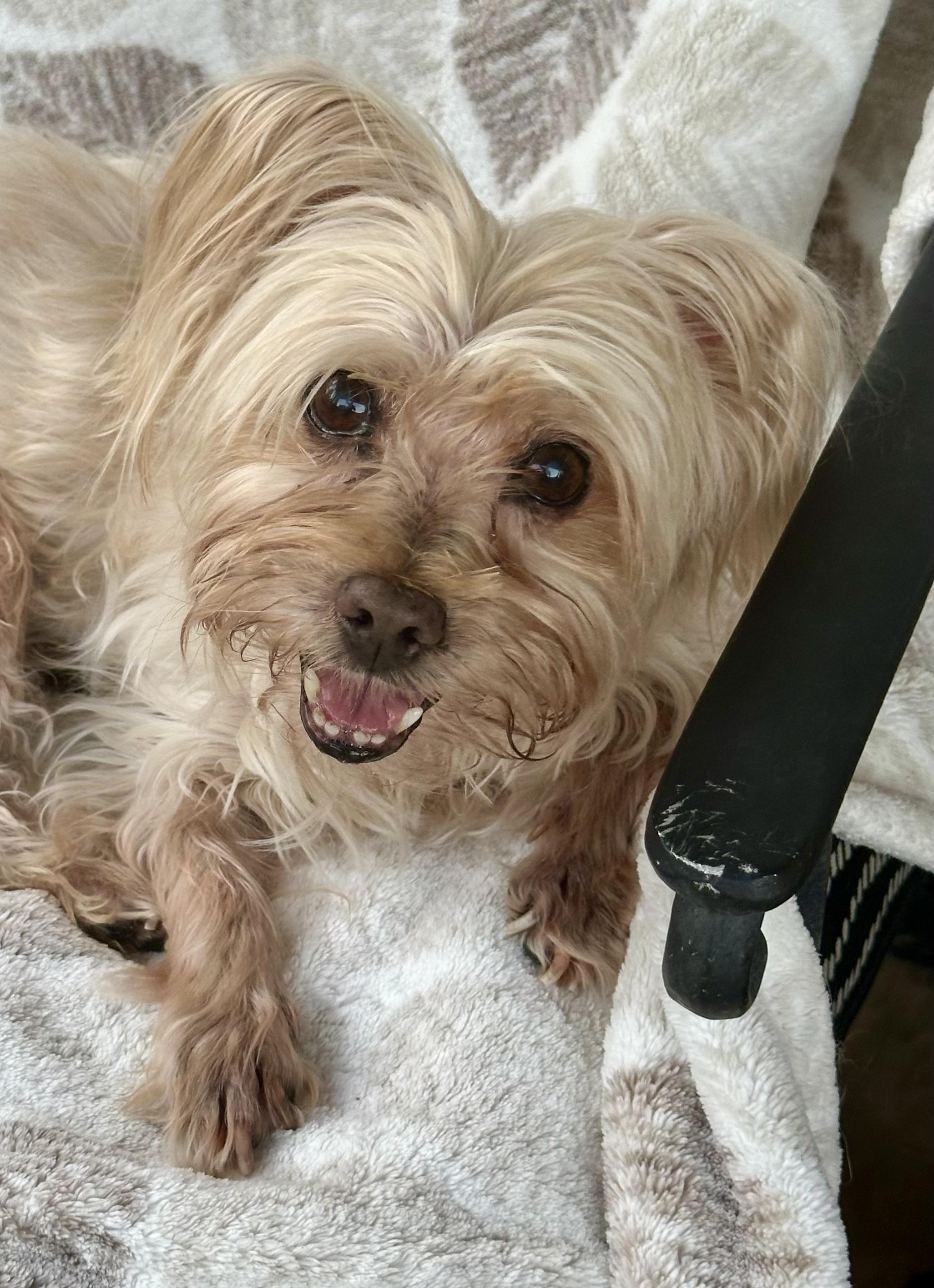 Enlarge Benji, an adoptable mixed breed in Fremont, CA image 3/4