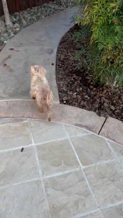 Enlarge Benji, an adoptable mixed breed in Fremont, CA video 4/4