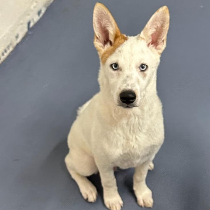 Kyan, Adoptable, Puppy Male Australian Shepherd & Husky.