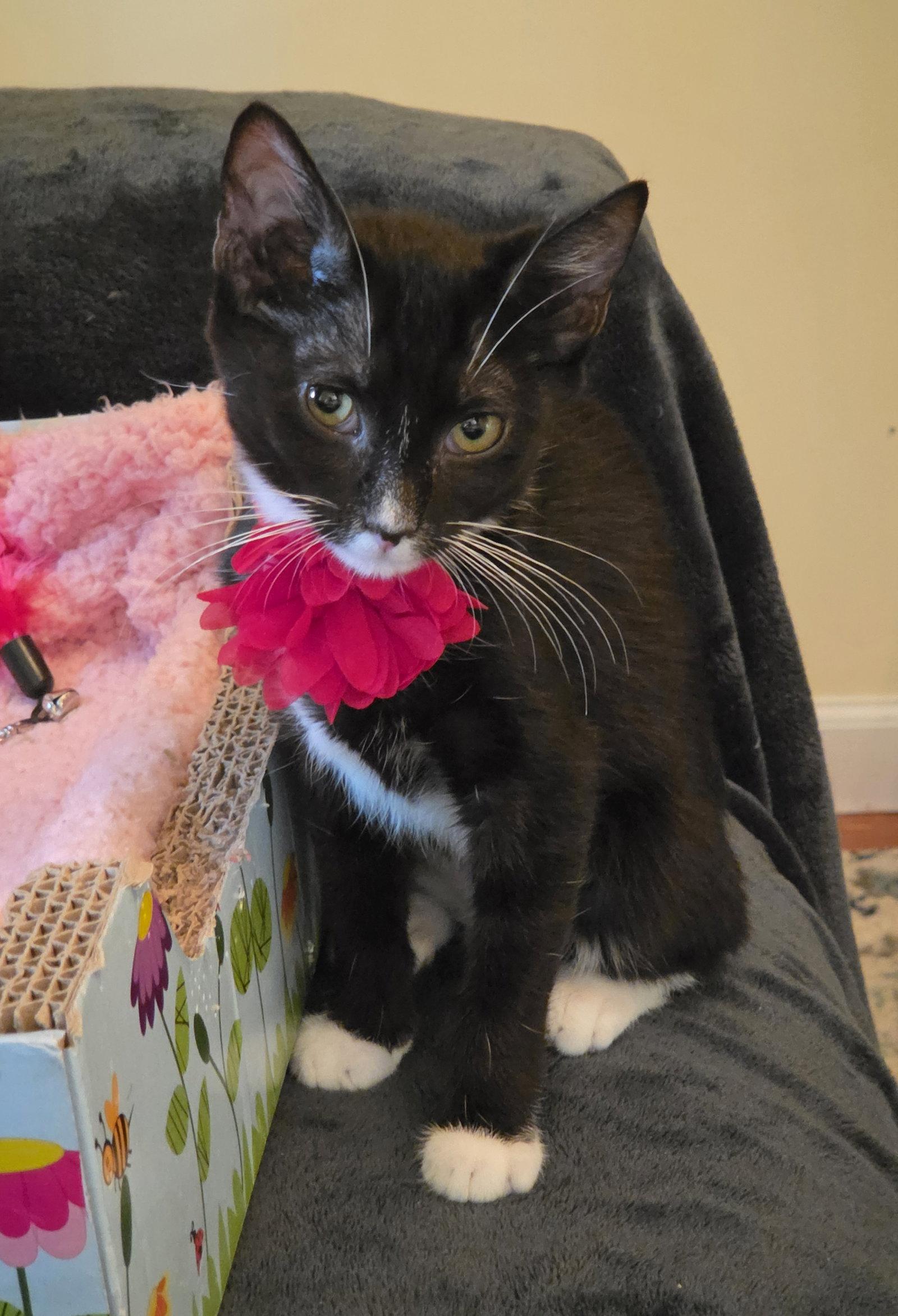 NORI, Adoptable, Kitten Female Domestic Short Hair.