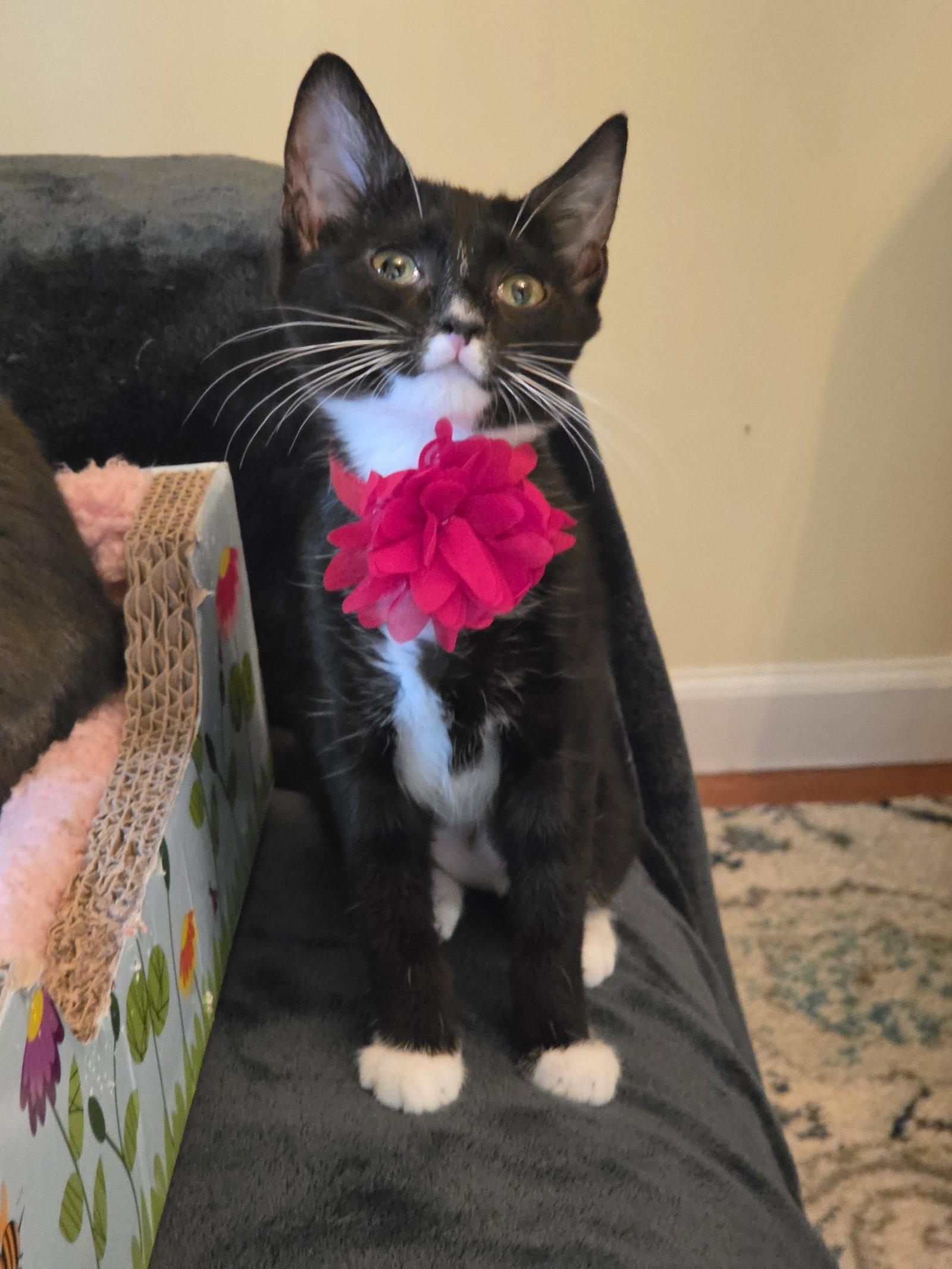 Enlarge NORI, a Adoptable Domestic Short Hair in Flushing, NY image 2/2