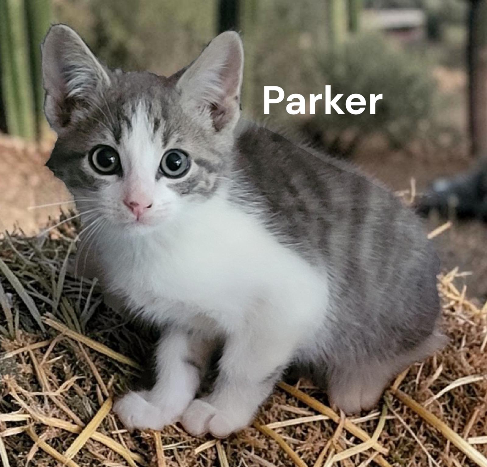 Parker, Adoptable, Kitten Male Tabby.