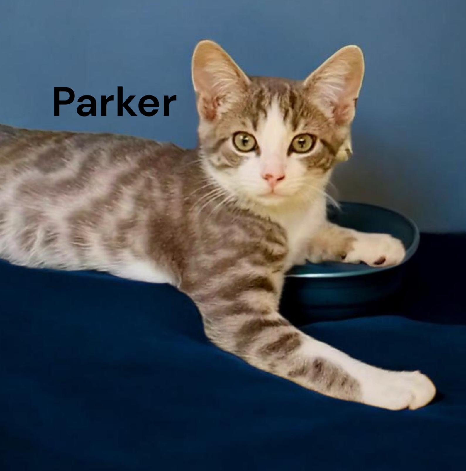 Parker, a Adoptable Tabby in Newport News, VA image 2/2